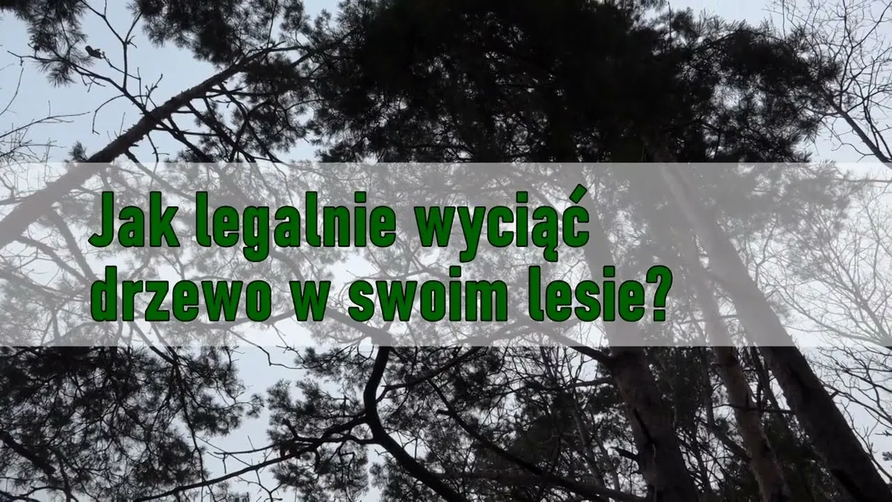 Zdjęcie Jak wyciąć drzewo legalnie i bezpiecznie? Poradnik i przepisy