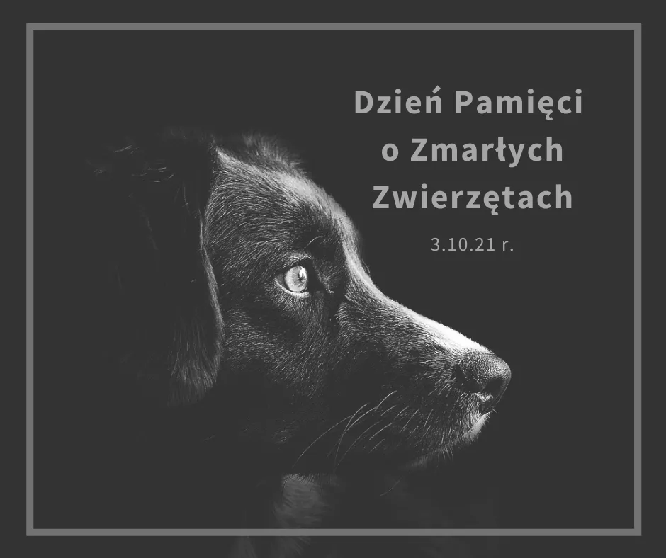Zdjęcie Tęczowy most: Wzruszające cytaty o psach, które odeszły