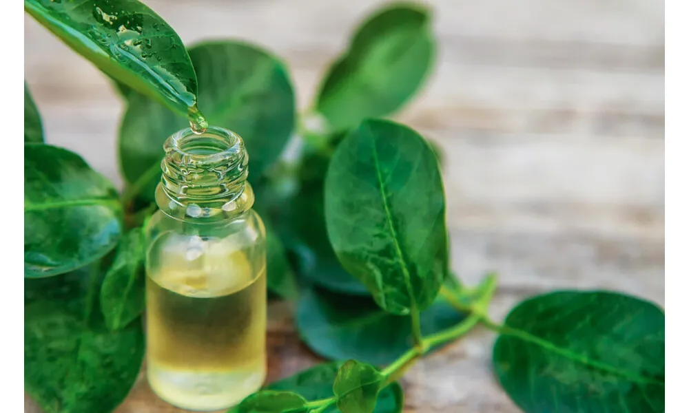 Zdjęcie Jak stosować olejek herbaciany na nużeńca, aby skutecznie leczyć skórę