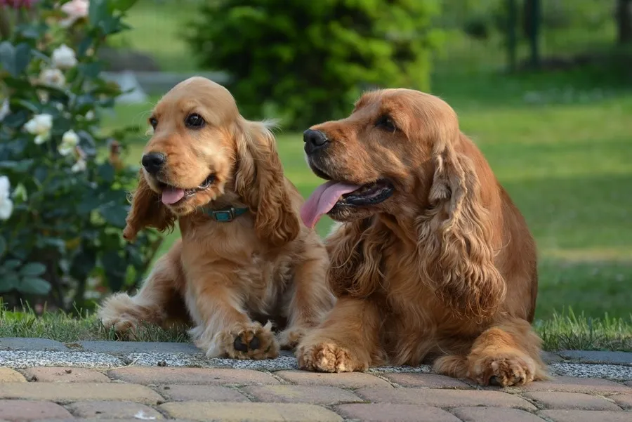 Zdjęcie Cocker spaniel czy gubi sierść? Oto co musisz wiedzieć o linieniu
