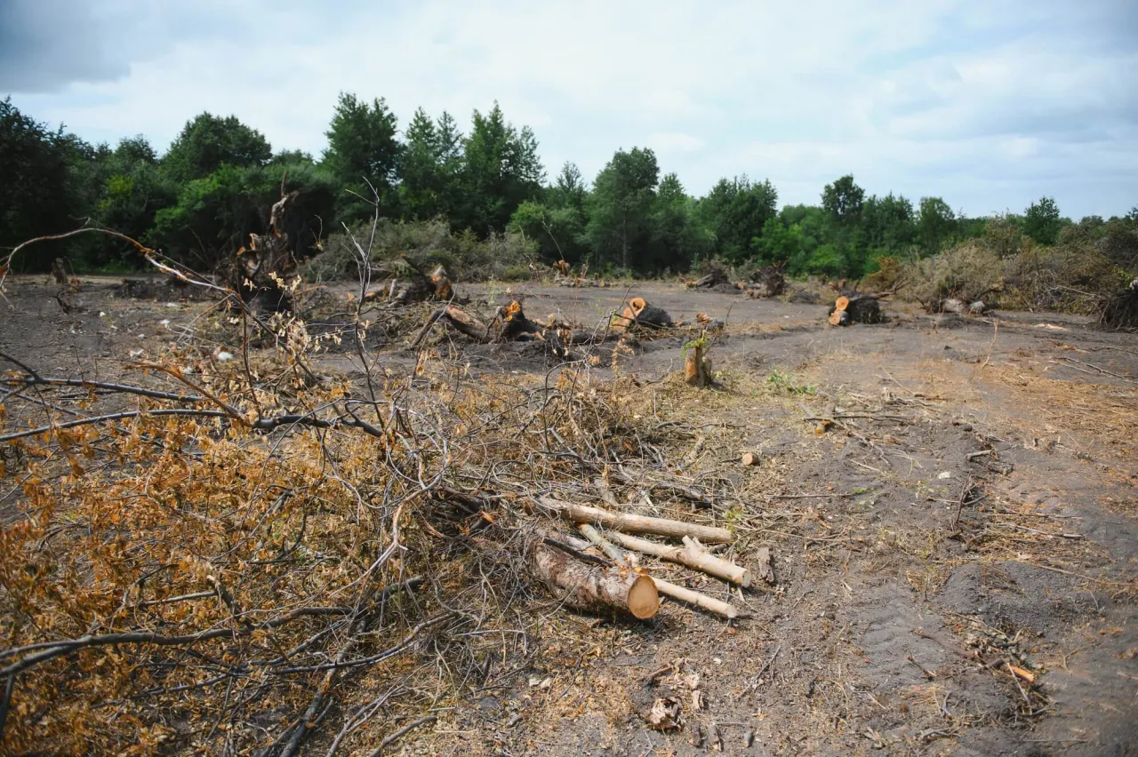 Zdjęcie Jak wykarczować działkę: proste kroki do efektywnego oczyszczenia terenu