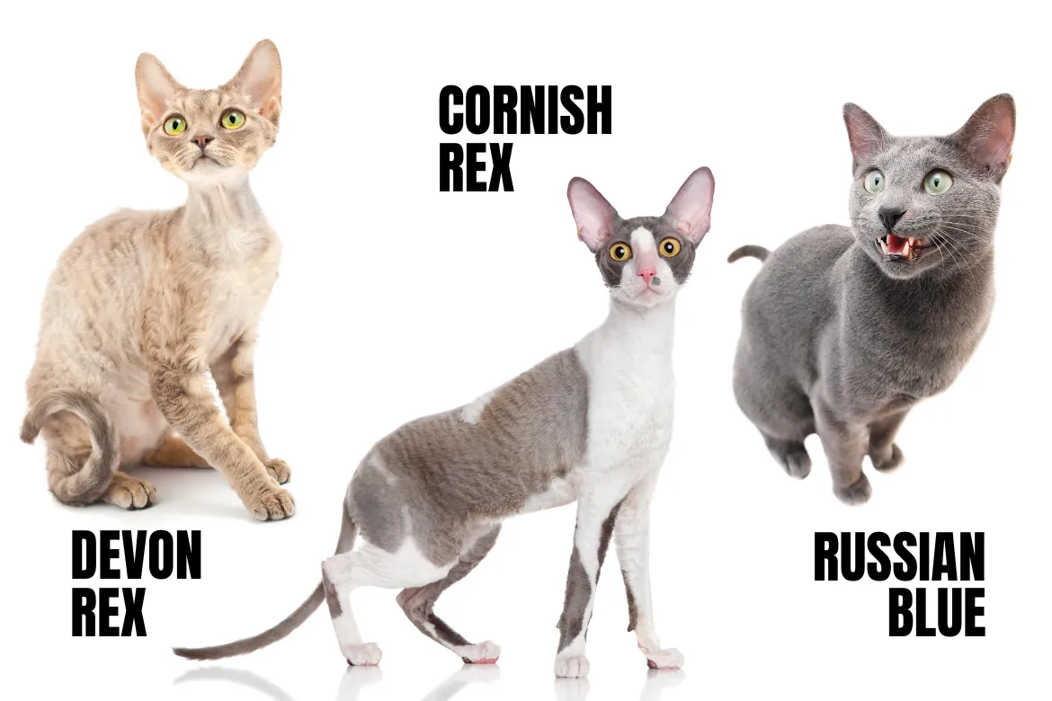 Zdjęcie Czy Devon Rex uczula? Fakty o hipoalergicznych kotach tej rasy