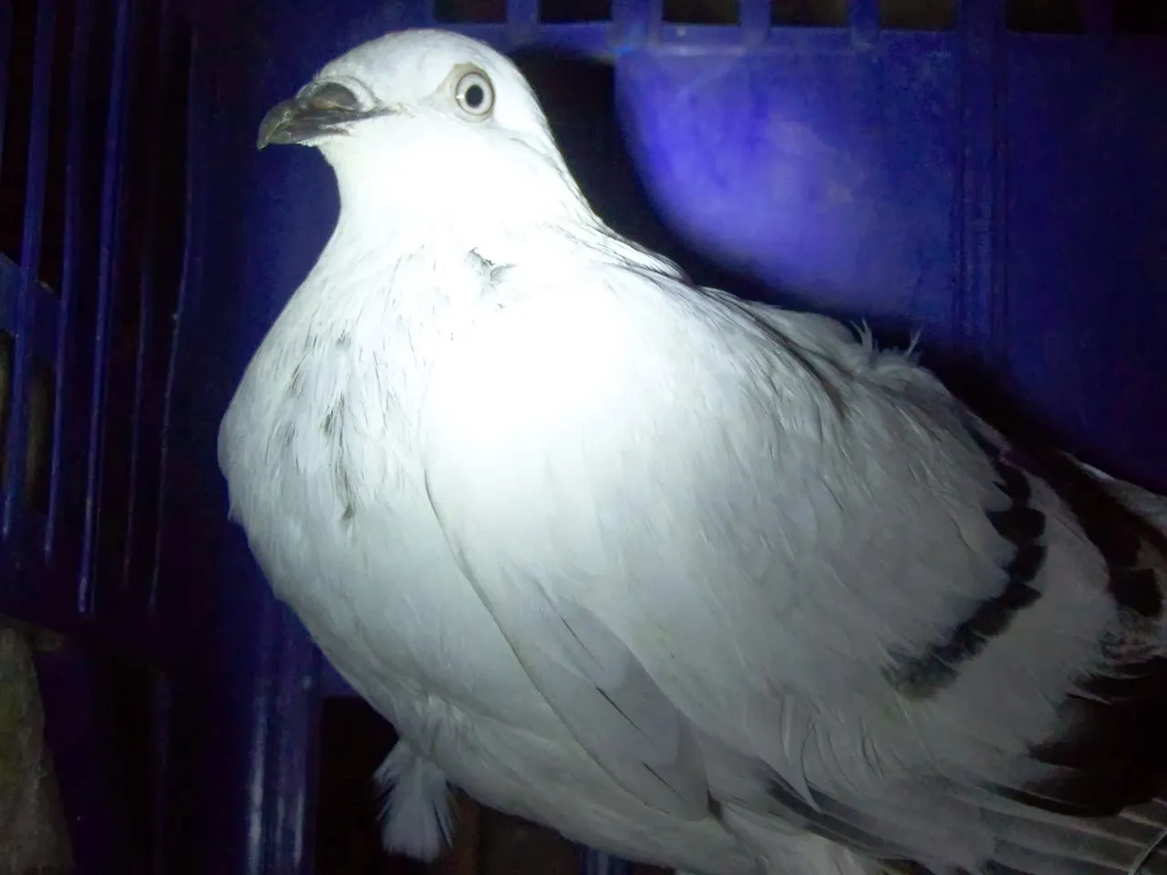 Zdjęcie Ile kosztuje gołąb z obrączką? Zobacz ceny i co wpływa na wartość