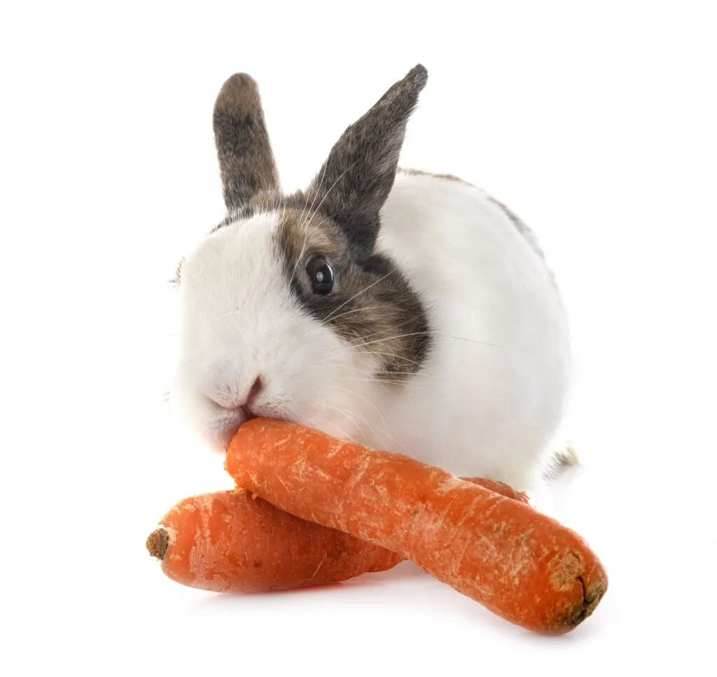 Zdjęcie Co jedzą 3 tygodniowe króliki? Kluczowe informacje o diecie królików