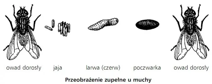 Zdjęcie Jak rozmnażają się owady? Ciekawe fakty i nieznane metody rozmnażania