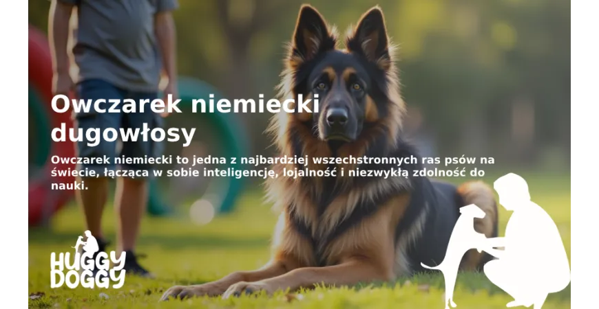 Zdjęcie Jak długo rośnie owczarek niemiecki długowłosy? Poznaj etapy wzrostu