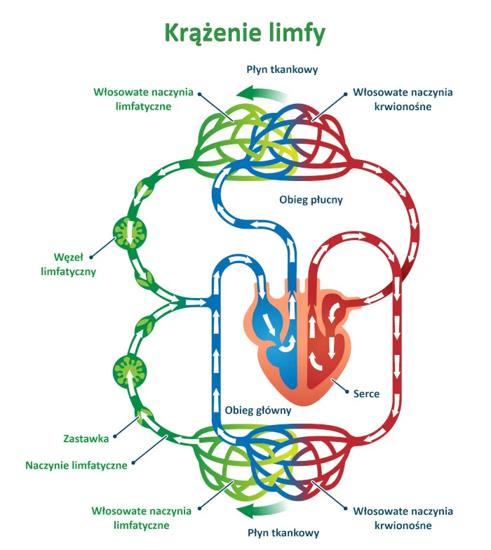 Zdjęcie Jak wygląda limfa z kolczyka? Co oznacza jej kolor i konsystencja?