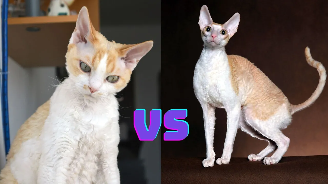 Zdjęcie Różnice między Devon Rex a Cornish Rex: co musisz wiedzieć?