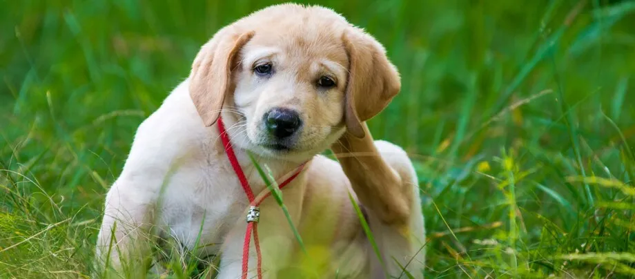 Zdjęcie Effektive Mittel gegen Flöhe bei Hunden: So befreist du deinen Hund