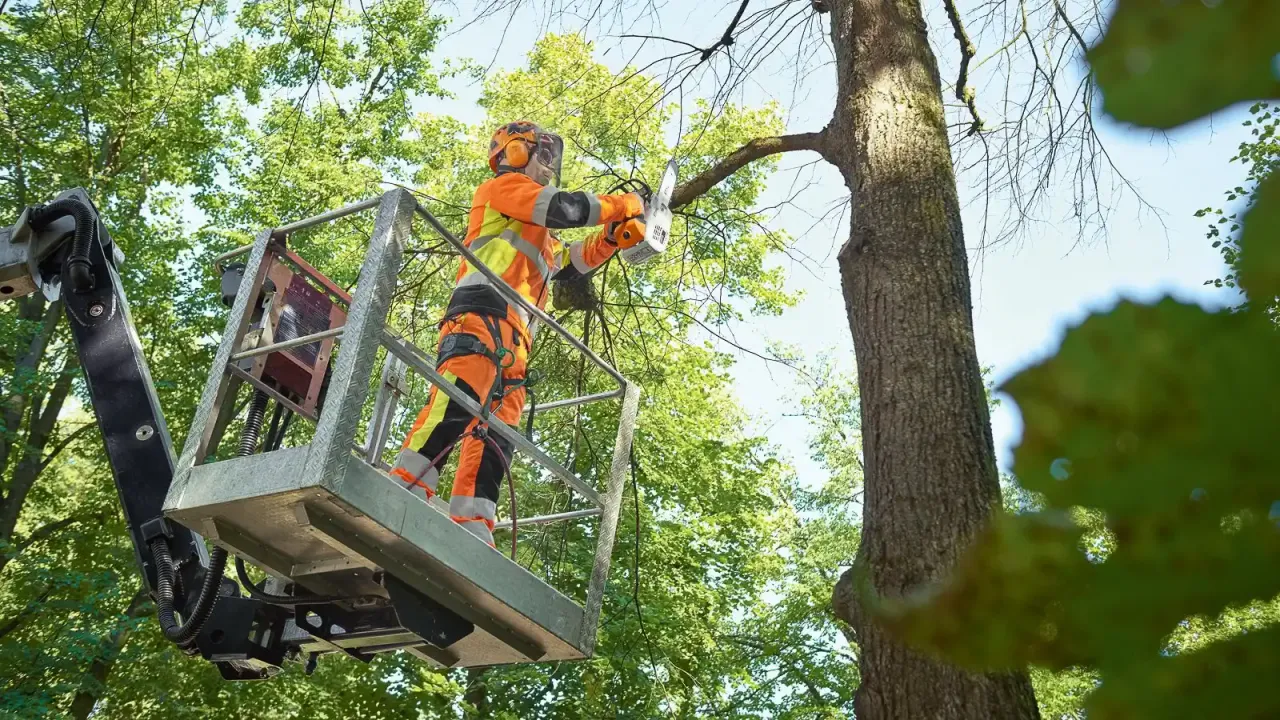Zdjęcie Jak ścinać drzewo żeby nie spadło na budynek - bezpieczne techniki fellingu