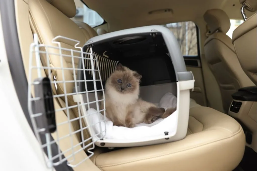 Zdjęcie Jakie wymiary powinien mieć transporter dla kota dla jego komfortu?