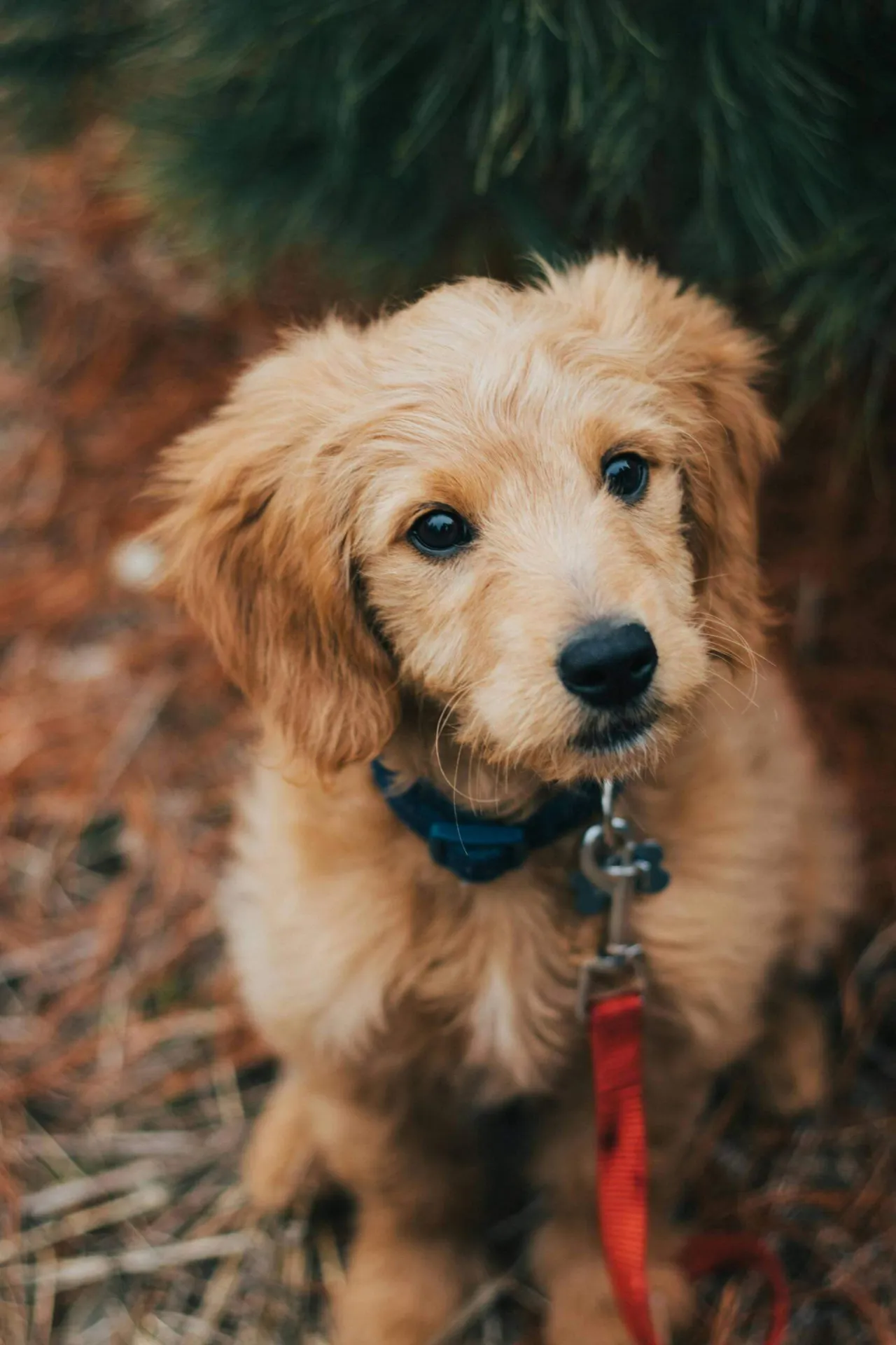 Zdjęcie Jak narysować golden retrievera - łatwe kroki do realistycznego rysunku