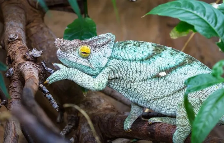 Zdjęcie Jakie terrarium dla kameleona zapewni zdrowie i komfort?