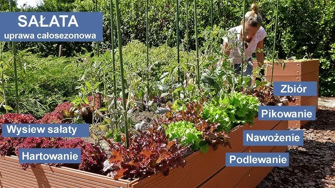 Zdjęcie Jak siać sałatę do gruntu - unikaj najczęstszych błędów i ciesz się plonem