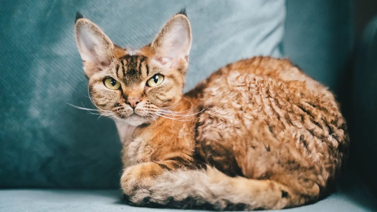 Zdjęcie Charakter devon rex - poznaj przyjazne i towarzyskie cechy kota