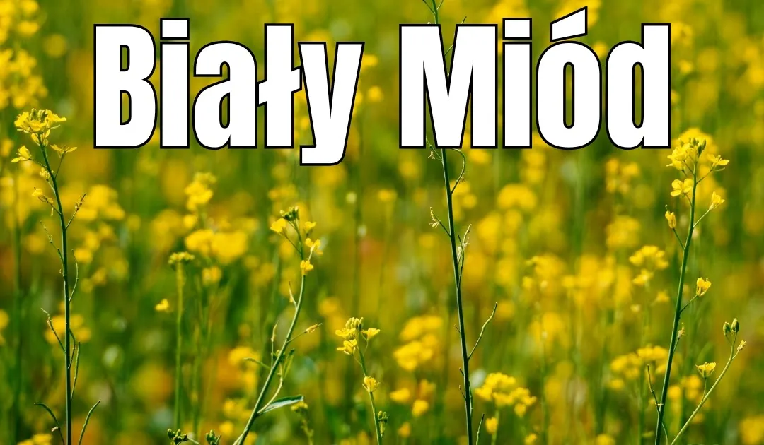 Zdjęcie Miód biały jak smalec – poznaj jego właściwości i zastosowania