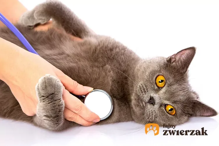 Zdjęcie Czy można sterylizować kotkę w czasie rui? Ryzyko i zalecenia