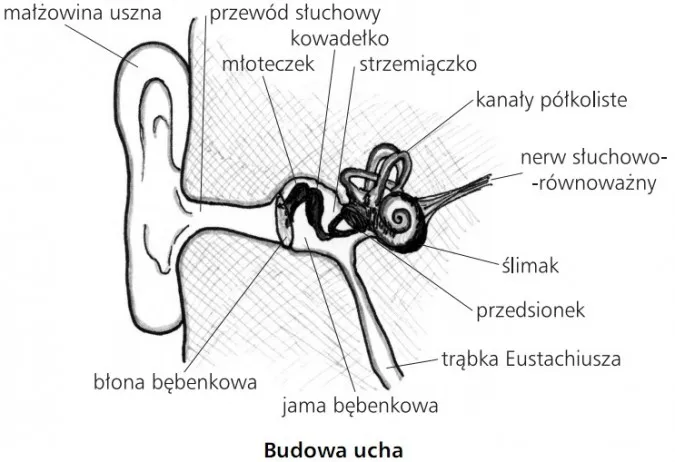 Zdjęcie Fascynujące zjawisko dźwięku - poznaj tajniki fal akustycznych i ich naturę
