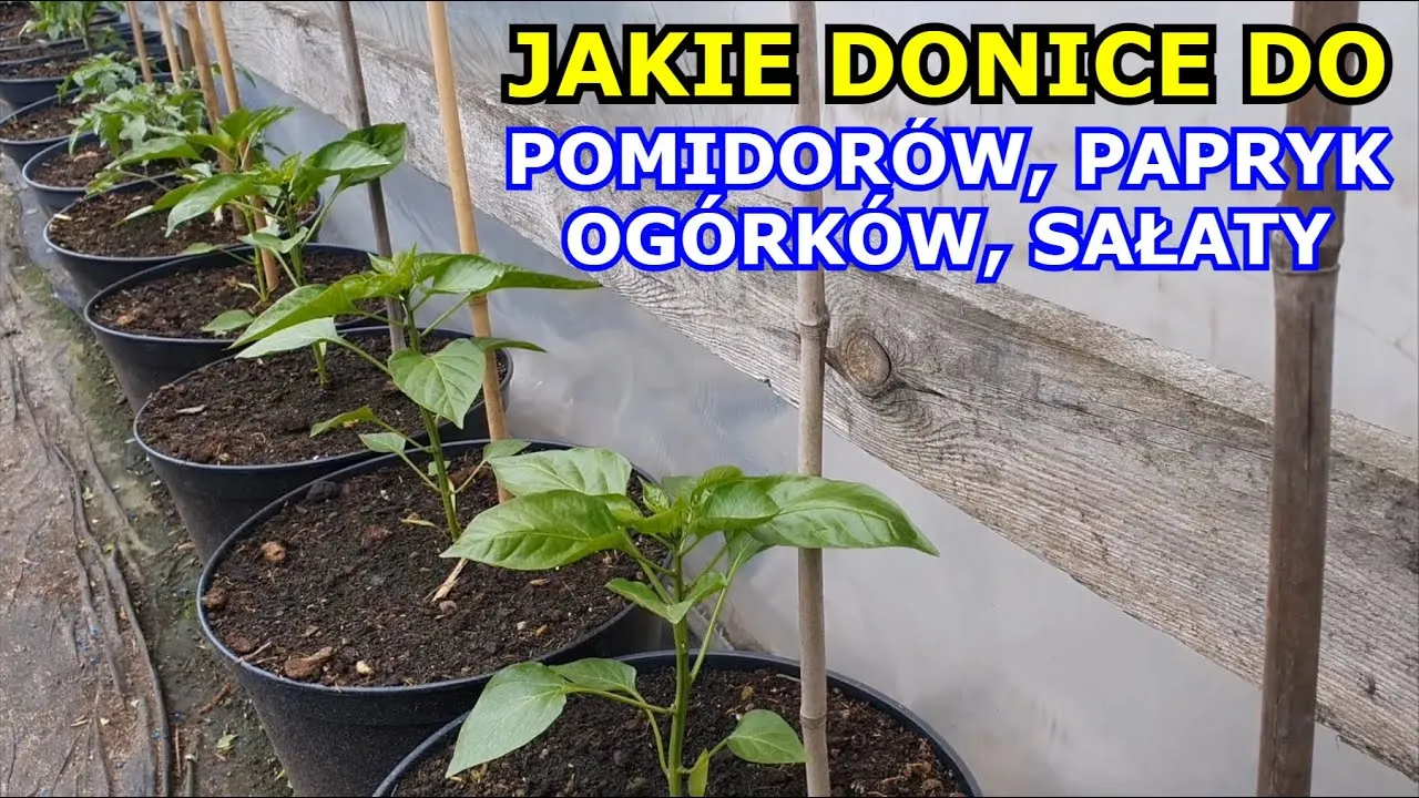 Zdjęcie Jaka donica do pomidorów, aby uniknąć problemów z uprawą?