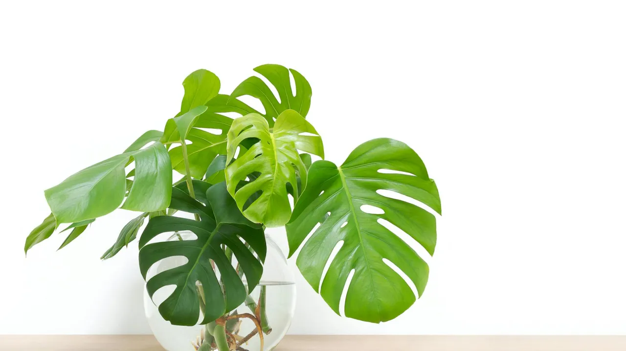 Zdjęcie Die besten Pflanzen für das Badezimmer: Pflegeleichte Grünoasen finden