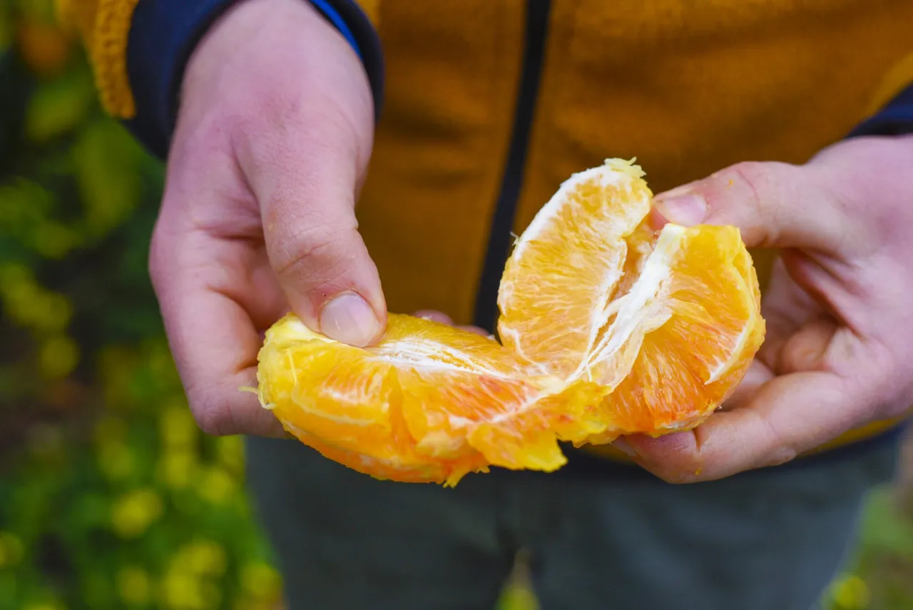 Zdjęcie Wie viel Kalorien hat eine Orange? Überraschende Nährwerte enthüllt