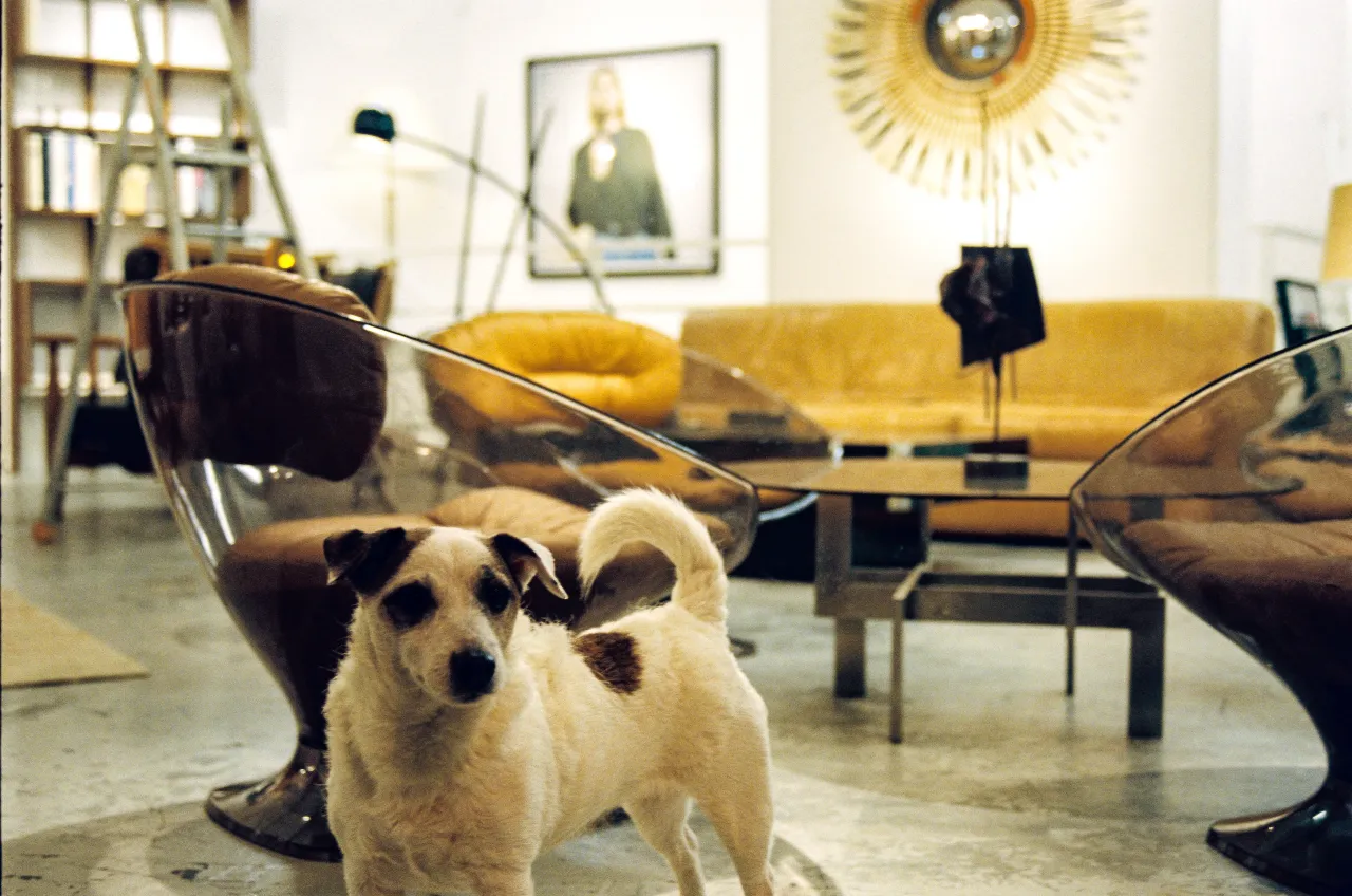 Zdjęcie Szczeniak gryzie meble? Poznaj przyczyny i skuteczne metody