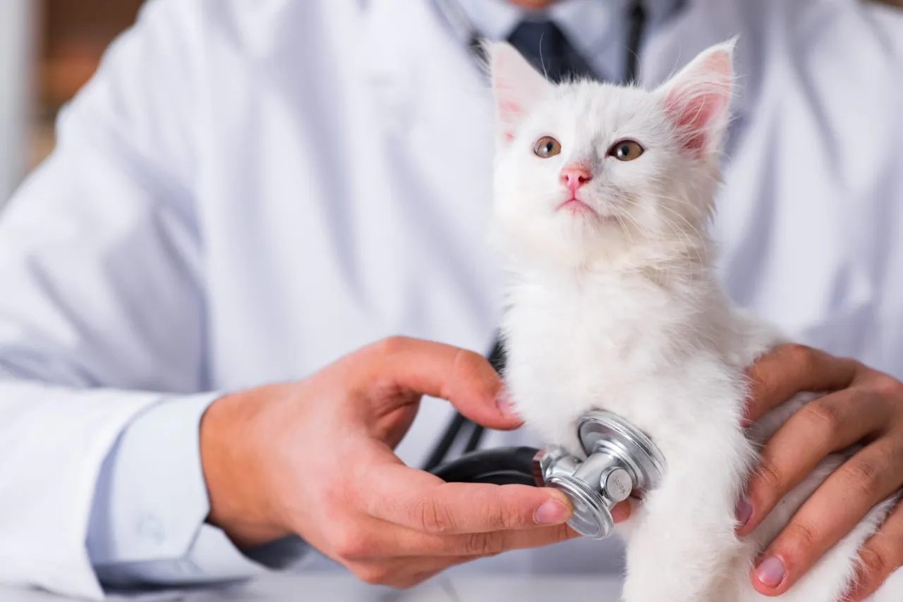 Zdjęcie Wann müssen Kittens zum Tierarzt? Wichtige Tipps für den ersten Besuch