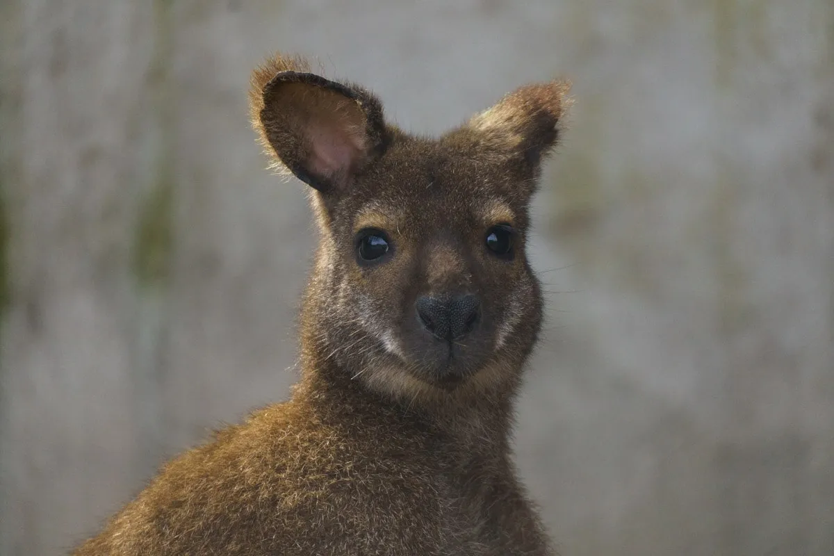 Zdjęcie Mini Zoo Radom: Fascynujący świat zwierząt dla całej rodziny