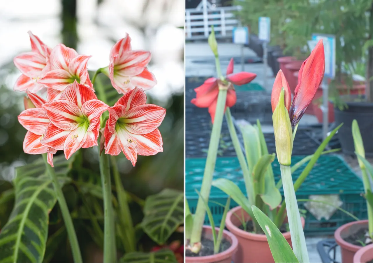 Zdjęcie Jak długo kwitnie amarylis? Wydłuż jego kwitnienie!