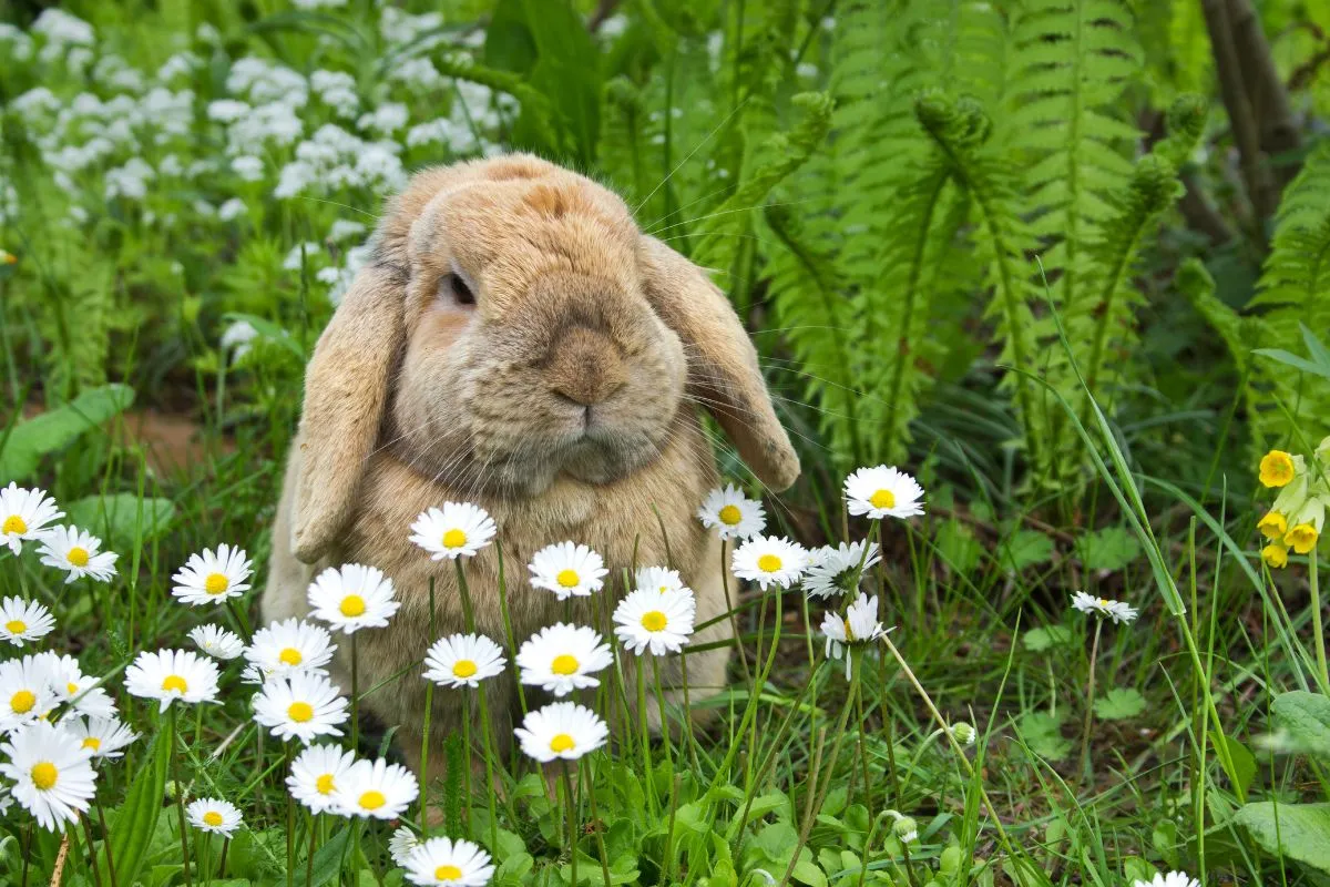 Zdjęcie Ile lat żyją króliki miniaturki – kluczowe czynniki ich długości życia