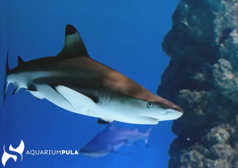 Zdjęcie Niezapomniane doświadczenia w oceanarium Chorwacja – co warto zobaczyć