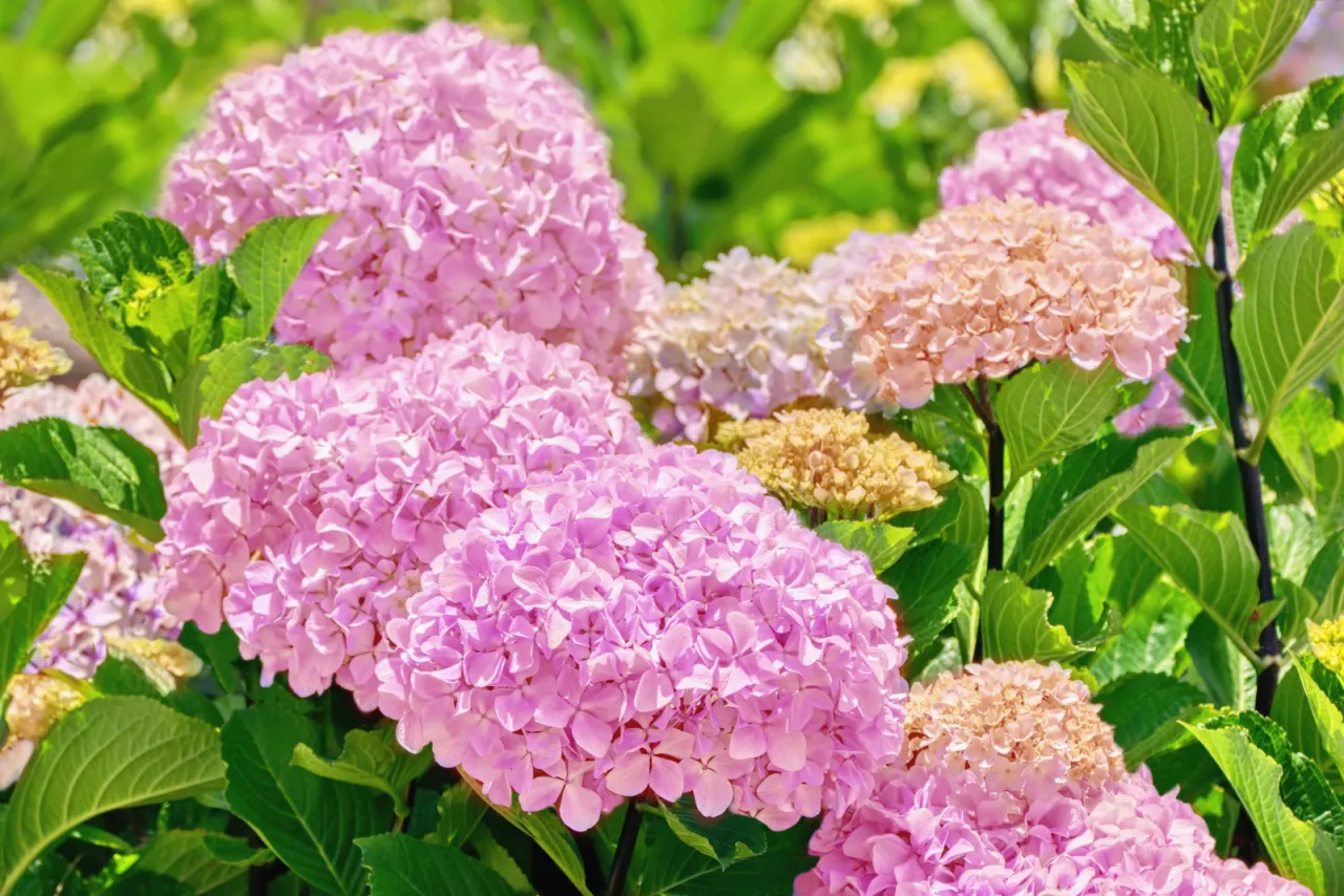 Zdjęcie Domowe sposoby na kwiaty: Szybki wzrost i spektakularne kwitnienie