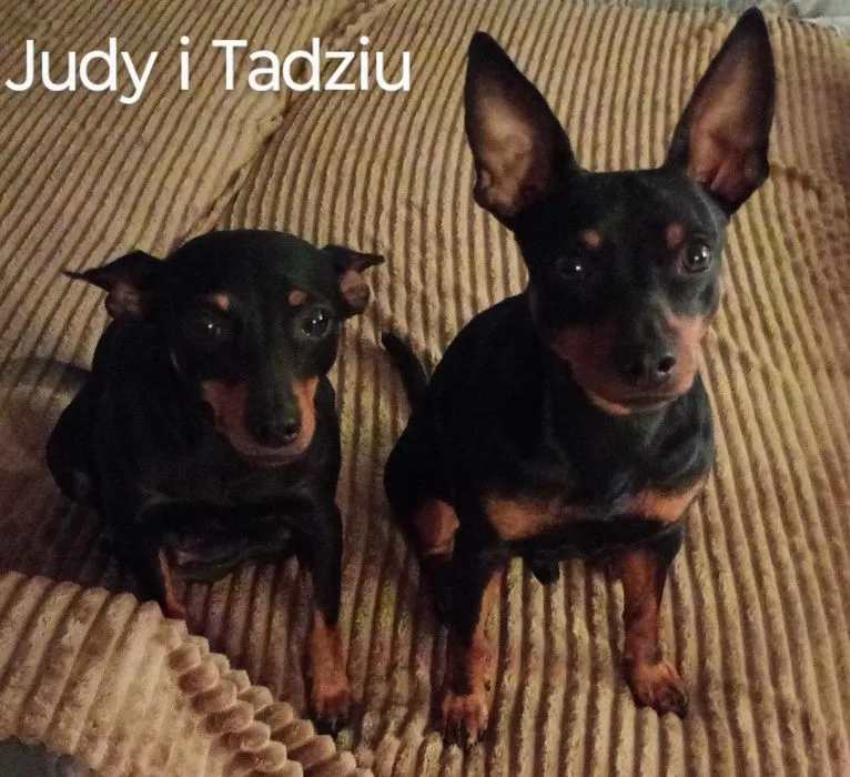 Zdjęcie Ile kosztuje doberman z hodowli? Ceny i co wpływa na wybór