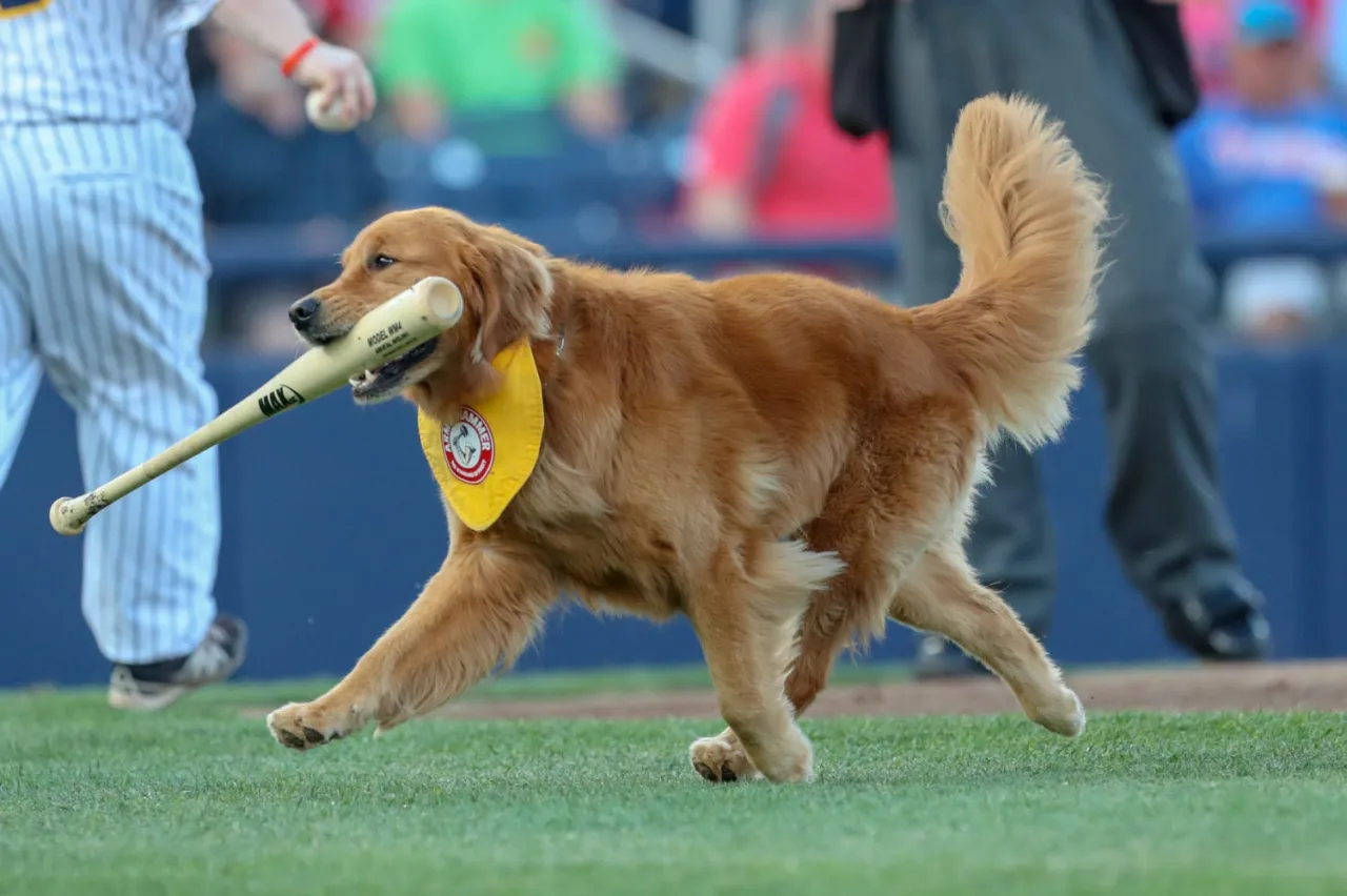 Zdjęcie Bat dog - poznaj niezwykłe psy pomagające w meczach baseballowych