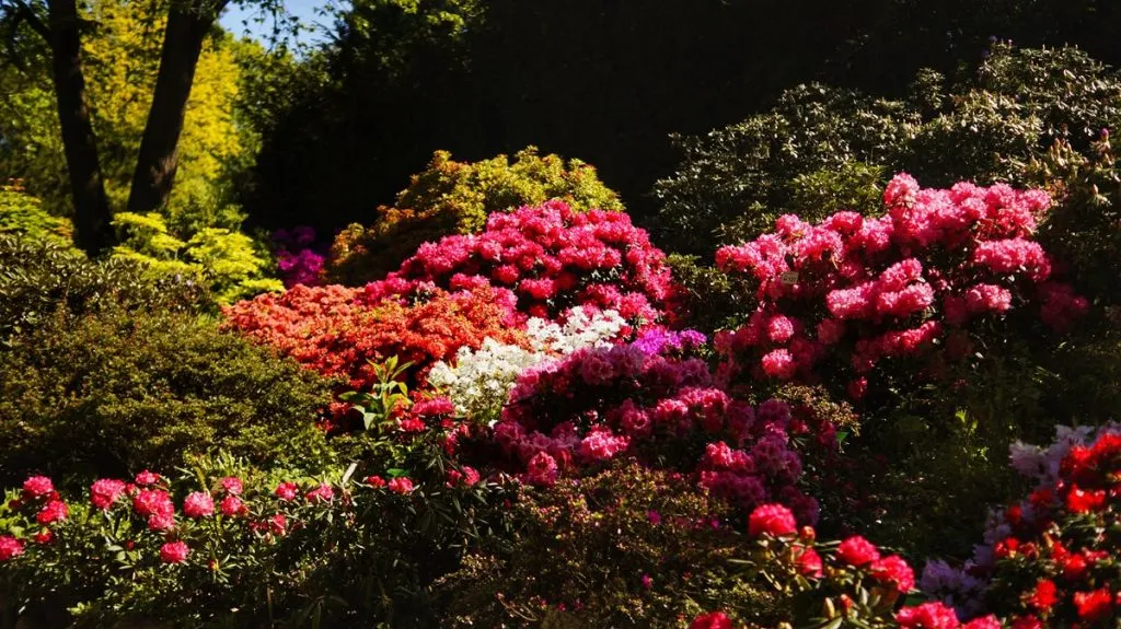 Zdjęcie Kiedy jechać do arboretum Wojsławice, aby nie przegapić piękna?