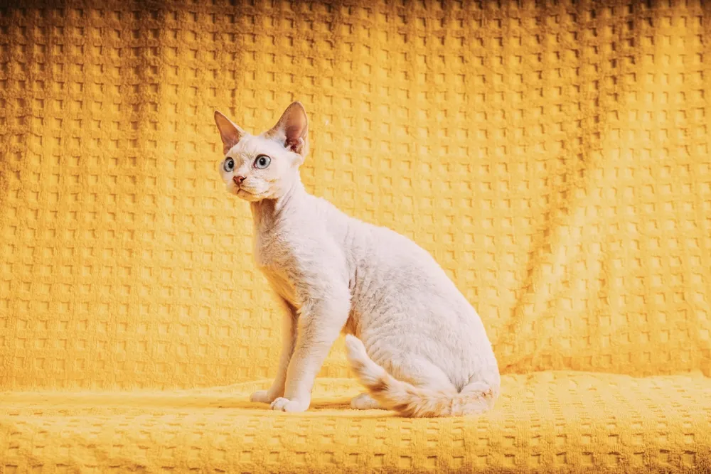 Zdjęcie Devon rex liliowy – piękny kot o wyjątkowym kolorze i charakterze