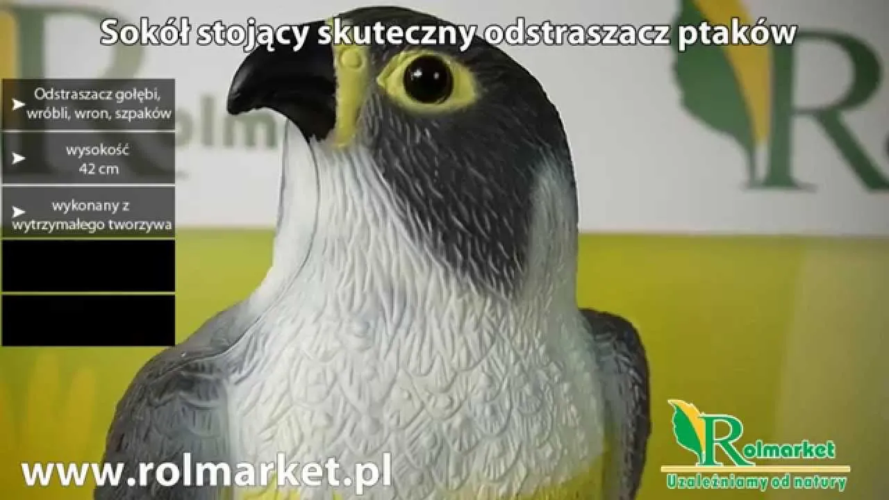 Zdjęcie Jak zrobić odstraszacz ptaków, aby skutecznie chronić swój ogród