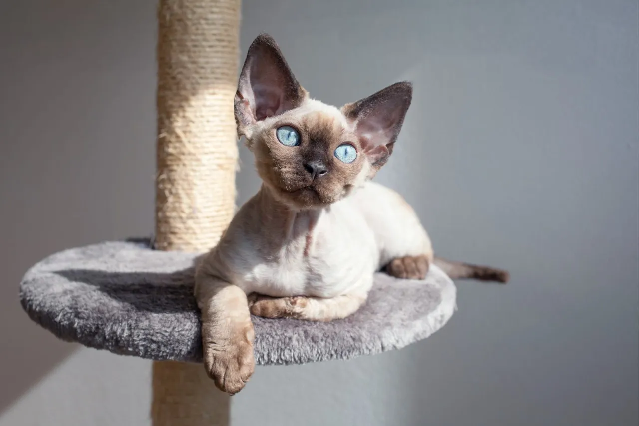 Zdjęcie Rasa Devon Rex – niezwykłe cechy i tajemnice tej rasy kotów
