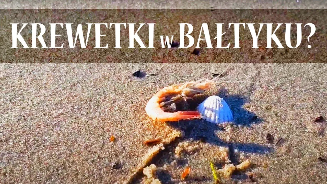 Zdjęcie Czy w Bałtyku są krewetki? Odkryj ich tajemnice i ekosystem
