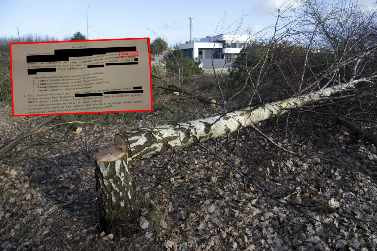 Zdjęcie Co grozi za wycięcie drzewa bez zezwolenia? Sprawdź kary i konsekwencje