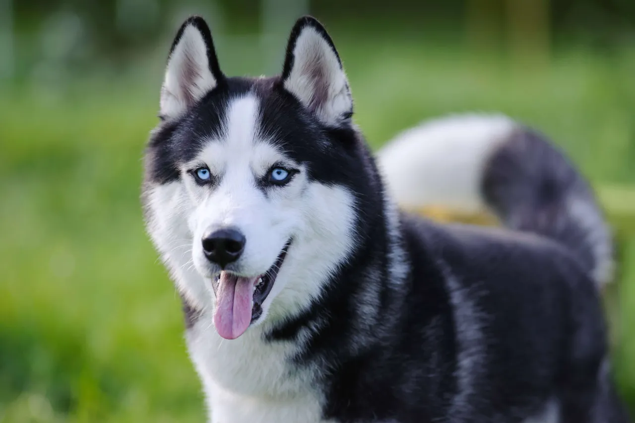 Zdjęcie Pies husky wady i zalety - co musisz wiedzieć przed zakupem szczeniaka