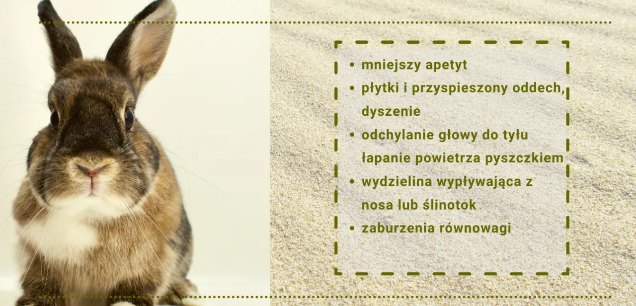 Zdjęcie Czy królik ma cieczkę? Zaskakujące fakty o rui u królików