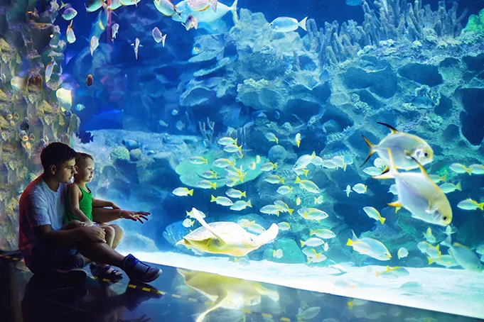Zdjęcie Oceanarium Kraków: Dlaczego nie ma dużego oceanarium w mieście?