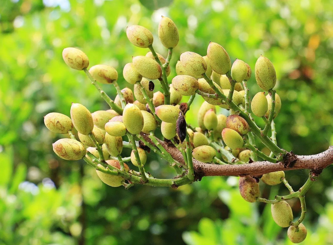 Zdjęcie W jakim kraju rosną pistacje? Odkryj zaskakujące miejsca uprawy