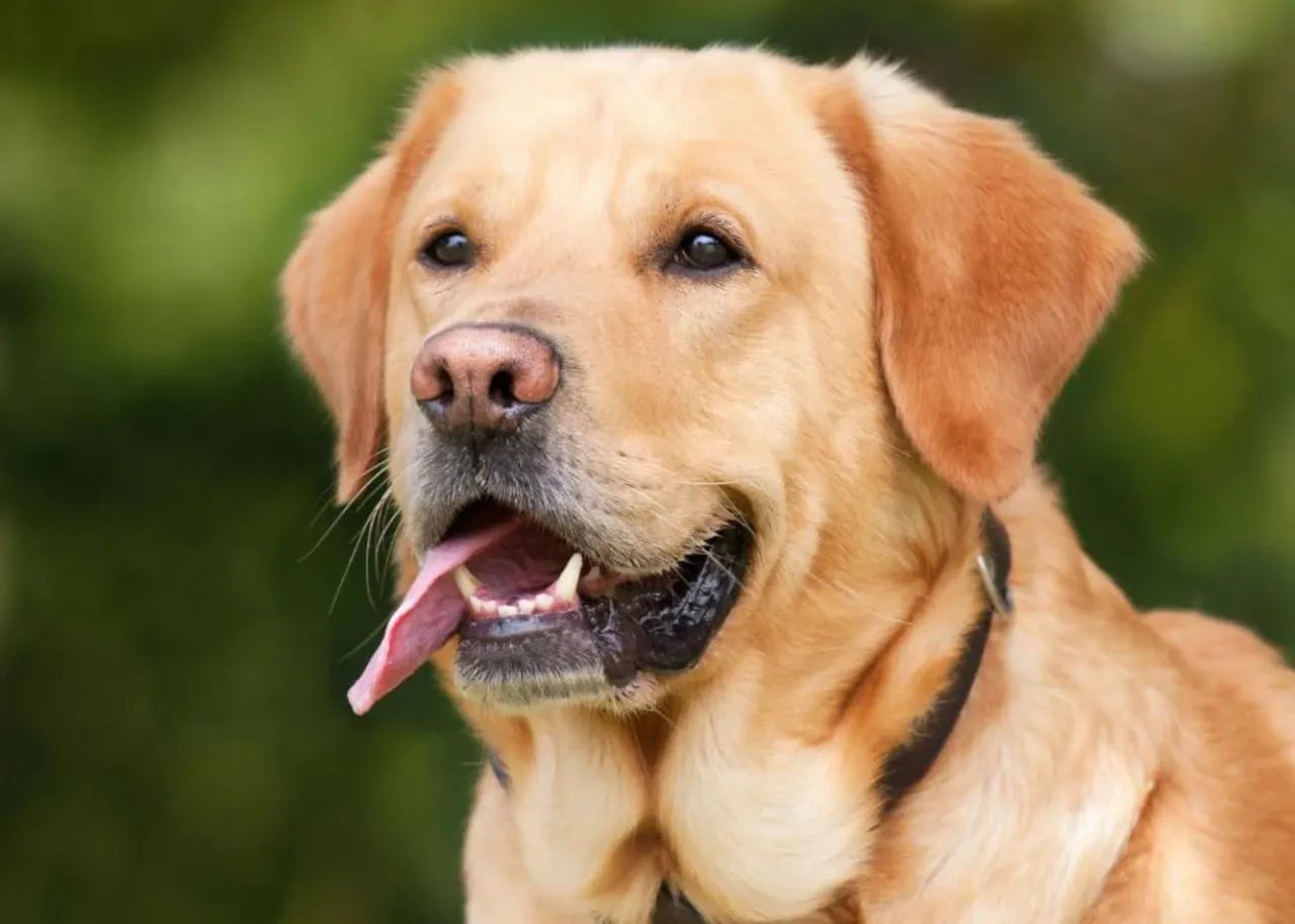 Zdjęcie Ile gram karmy dla szczeniaka labradora – uniknij błędów w żywieniu