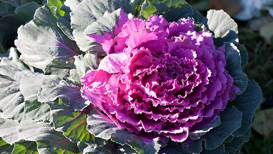 Zdjęcie Los mejores arbustos con flores moradas para tu jardín en Austin