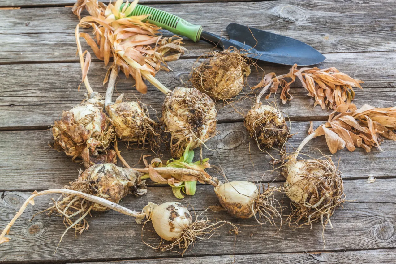 Zdjęcie Kiedy wykopywać lilie? Terminy, metody i przechowywanie