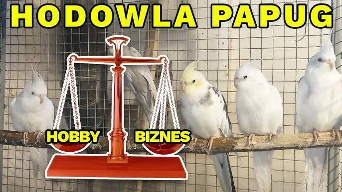 Zdjęcie Jak zarejestrować hodowlę papug i uniknąć kar finansowych