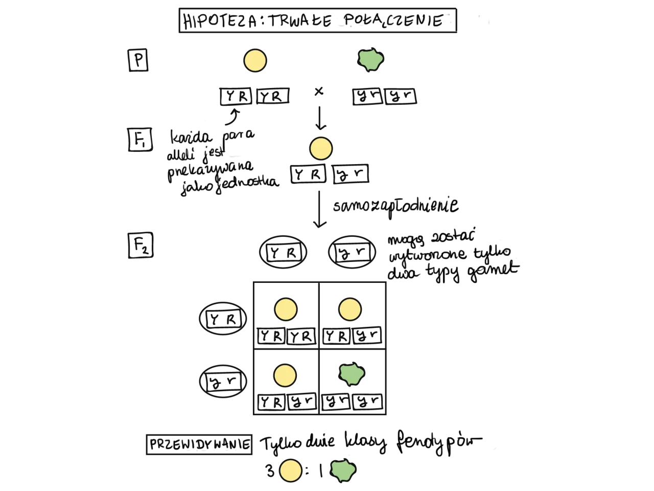 Zdjęcie Co to jest gen w biologii i jak wpływa na dziedziczenie cech