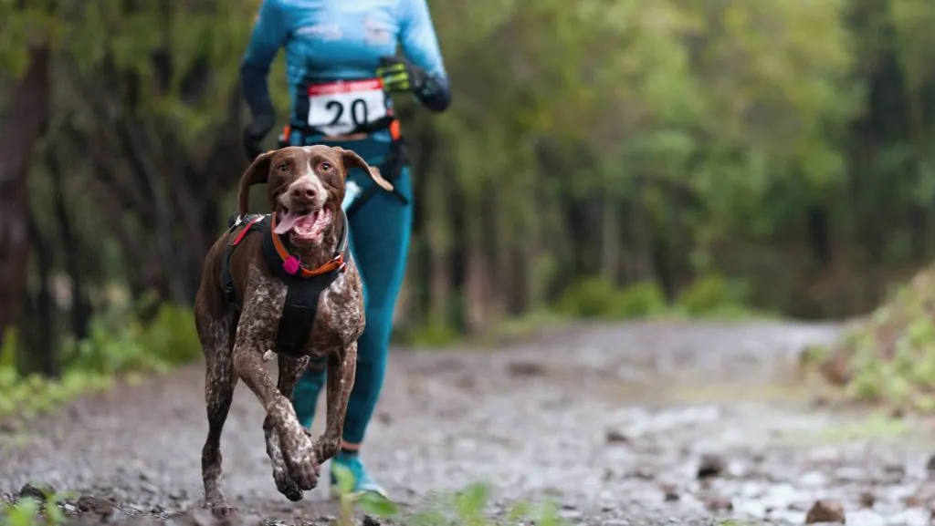 Zdjęcie Bieganie z psem: Przewodnik jak zacząć bezpiecznie i z radością